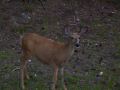 Yes, you can get that close.jpg